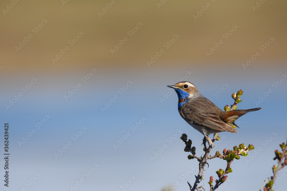 A male Bluethroat sings from a shrub on Alaska's North Slope. A male Bluethroat sings from a shrub on Alaska's North Slope.