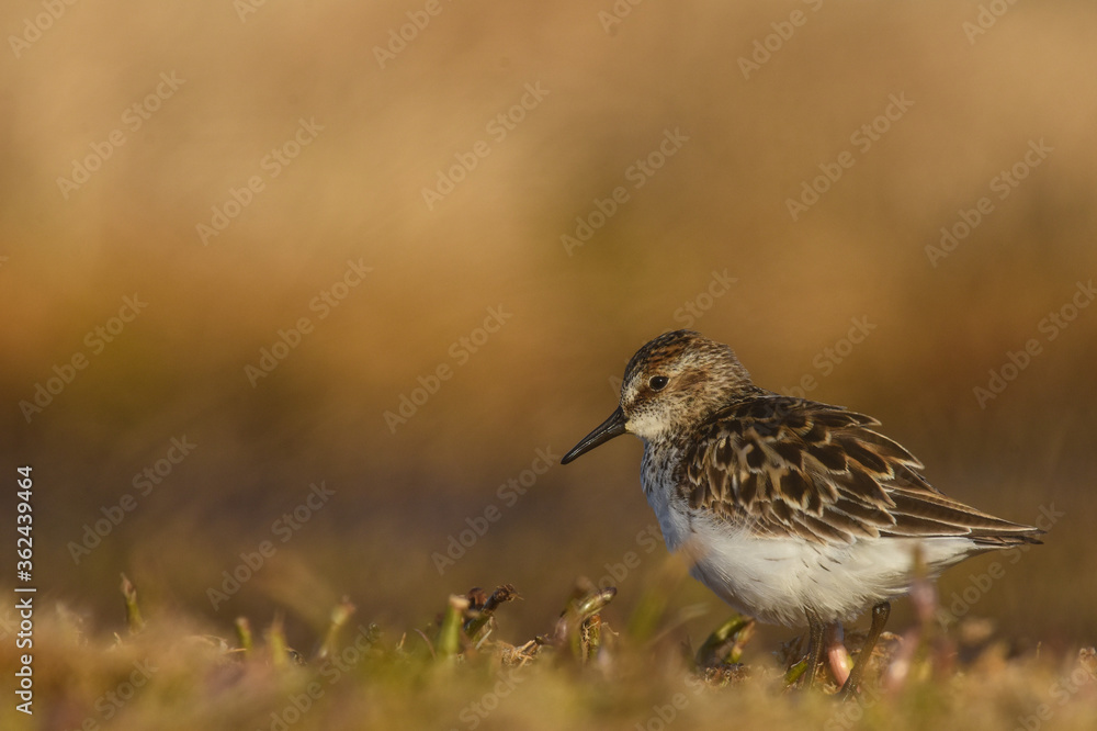 A Semipalmated Sandpiper walks along the Alaskan tundra during the breeding season after migrating from South America. A Semipalmated Sandpiper walks along the Alaskan tundra during the breeding season after migrating from South America.