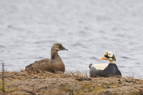 A Spectacled Eider sits in a pond on arctic tundra in Alaska.