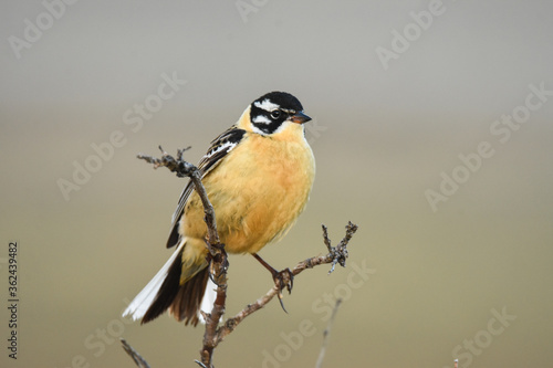 A male Smith's Longspur perches on a low shrub on Alaska's North Slope during the summer.