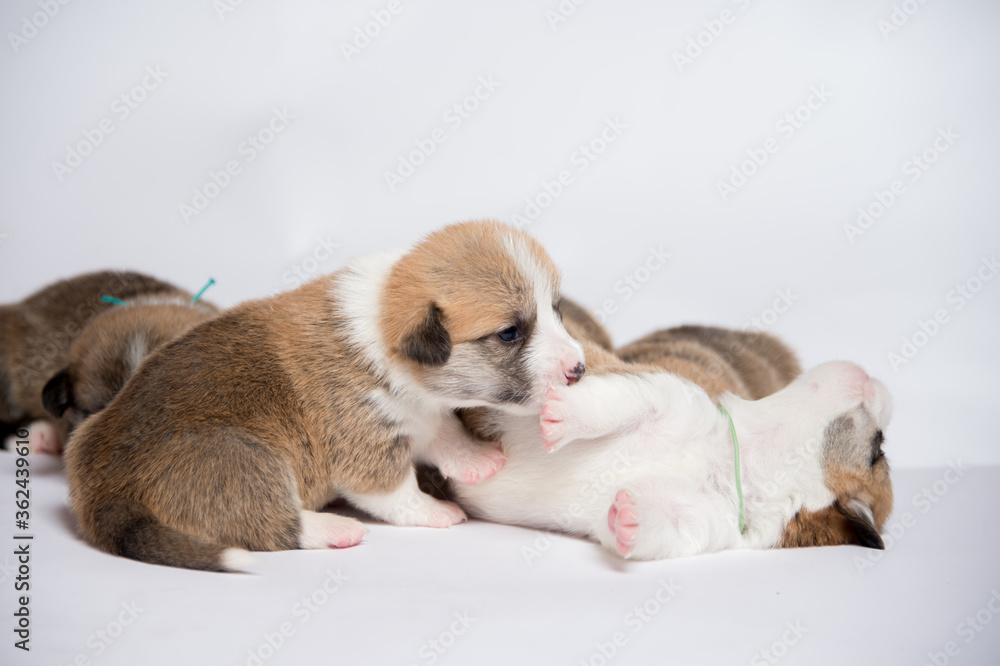 生まれたばかりのコーギーの赤ちゃん 生まれたばかりのコーギーの赤ちゃん