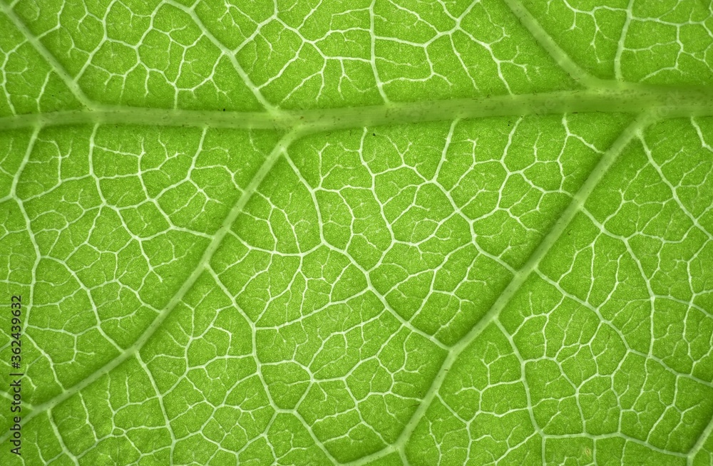 Macro of green leaf background. Macro of green leaf background.