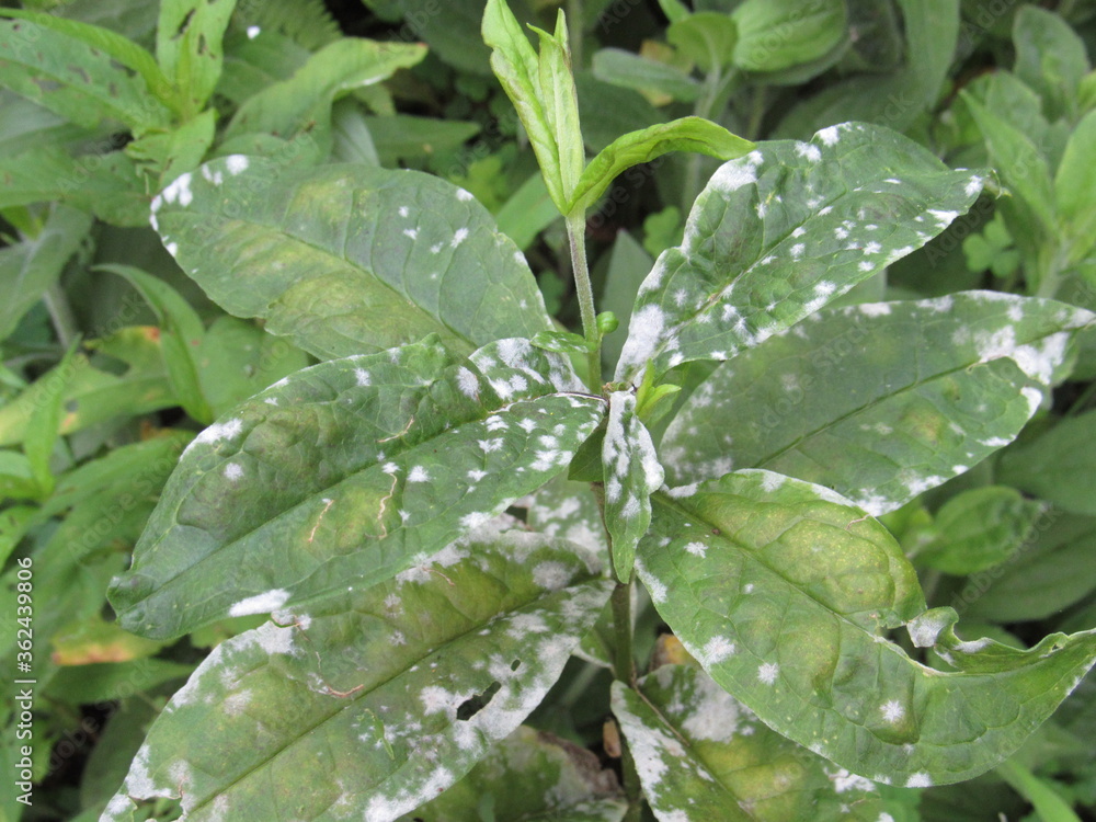 Closeup of powdery mildew fungal disease on the leaves of a peony plant ...