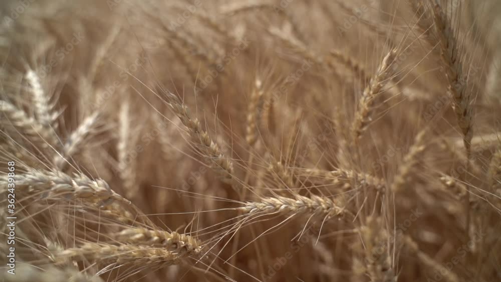 Ears of ripe wheat in the summer field. Camera span Ears of ripe wheat in the summer field. Camera span