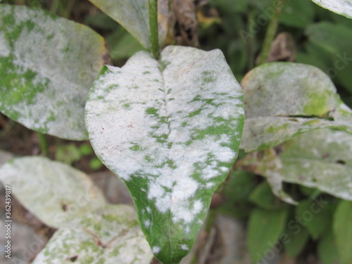 Closeup of powdery mildew fungal disease on the leaves of a peony plant 