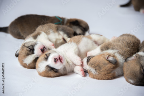 生まれたばかりのコーギーの赤ちゃん © studio Hoto