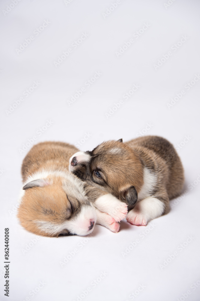 生まれたばかりのコーギーの赤ちゃん 生まれたばかりのコーギーの赤ちゃん