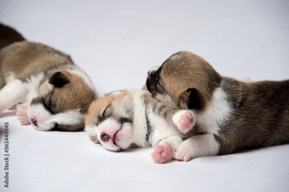 Obraz premium 生後2週間のコーギーの赤ちゃん