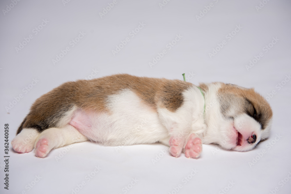 生後2週間のコーギーの赤ちゃん