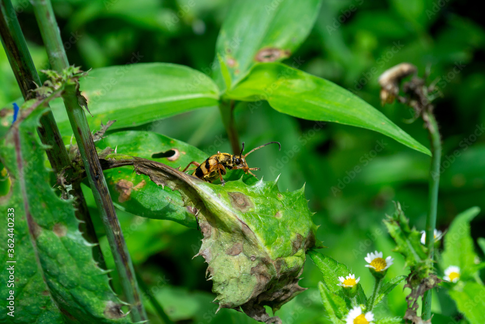Fototapeta premium 紫陽花とヨツスジカミキリムシ