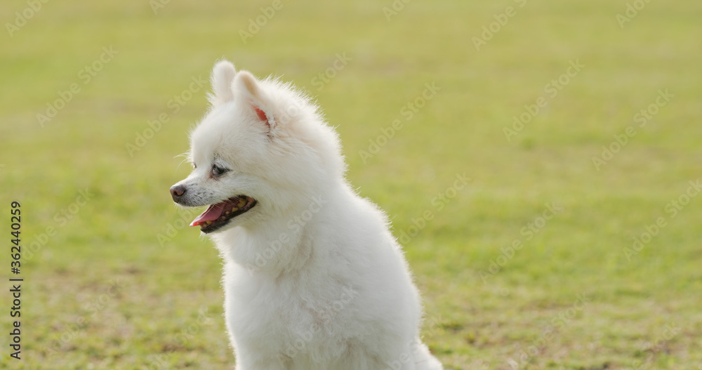 Fototapeta premium White pomeranian at the park