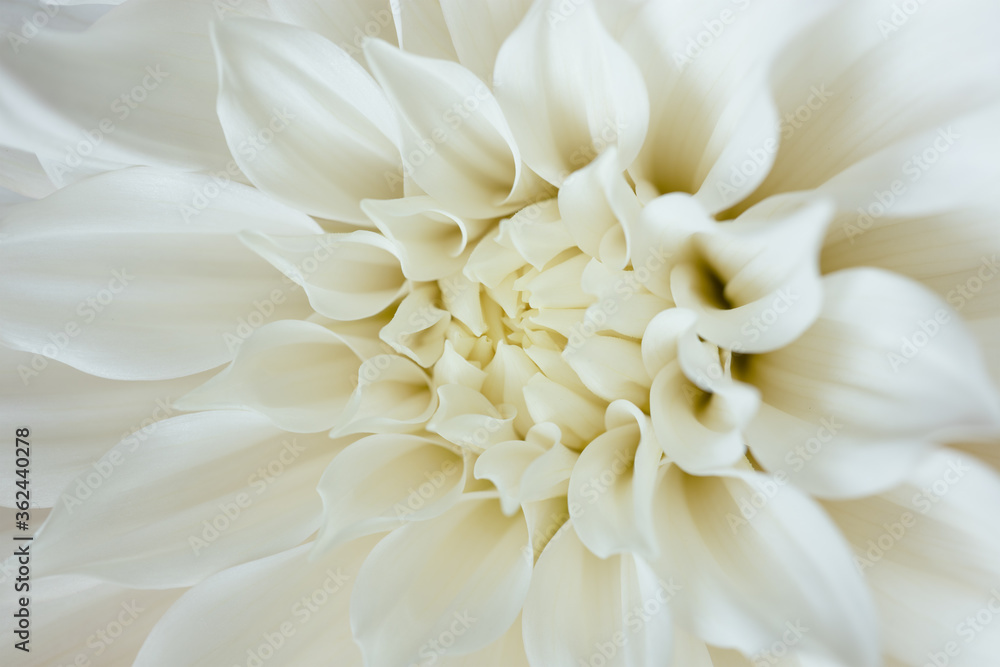 White chrysanthemum flower close up White chrysanthemum flower close up