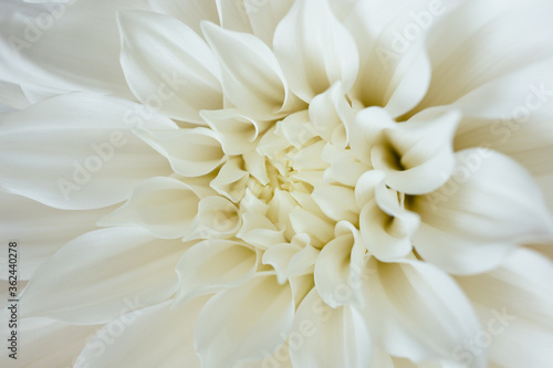 White chrysanthemum flower close up