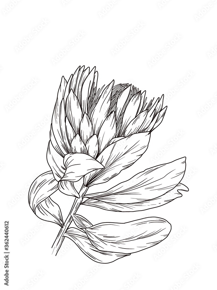 King Protea Line Drawing, Hand Drawn, Single Stem and Bloom with Leaves ...