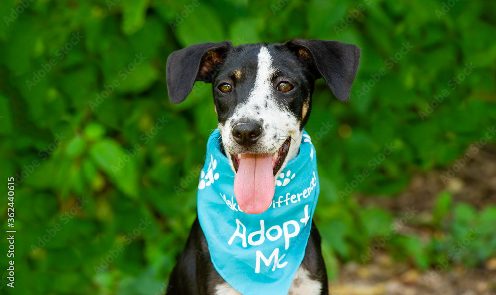 Dog Adopt Pet Rescue Kennel Animal Adoption Shelter