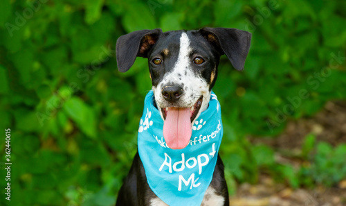 Dog Adopt Pet Rescue Kennel Animal Adoption Shelter