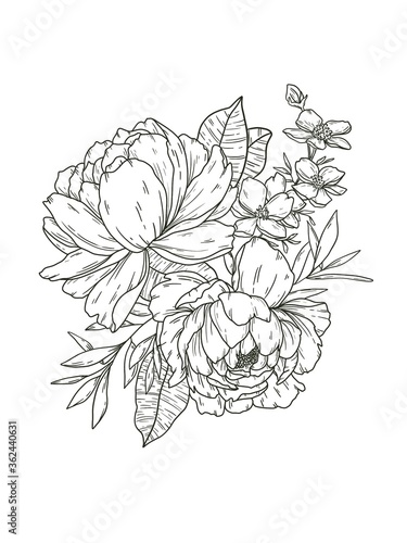 Fototapeta Naklejka Na Ścianę i Meble -  Double Peony and Magnolia Line Drawing, Hand Drawn, 2 Blooms with Leaves, Flower Petals, Black and White Shading