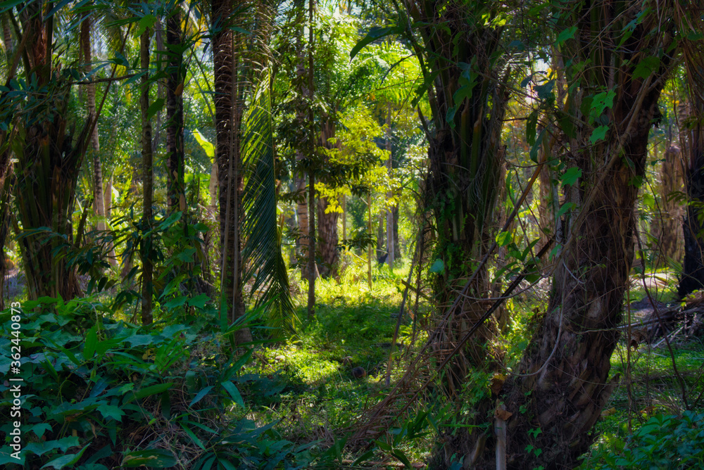 This unique photo shows a glimpse of the tropical jungle of Thailand. you can see the lush green trees and how the sun's rays shine through This unique photo shows a glimpse of the tropical jungle of Thailand. you can see the lush green trees and how the sun's rays shine through