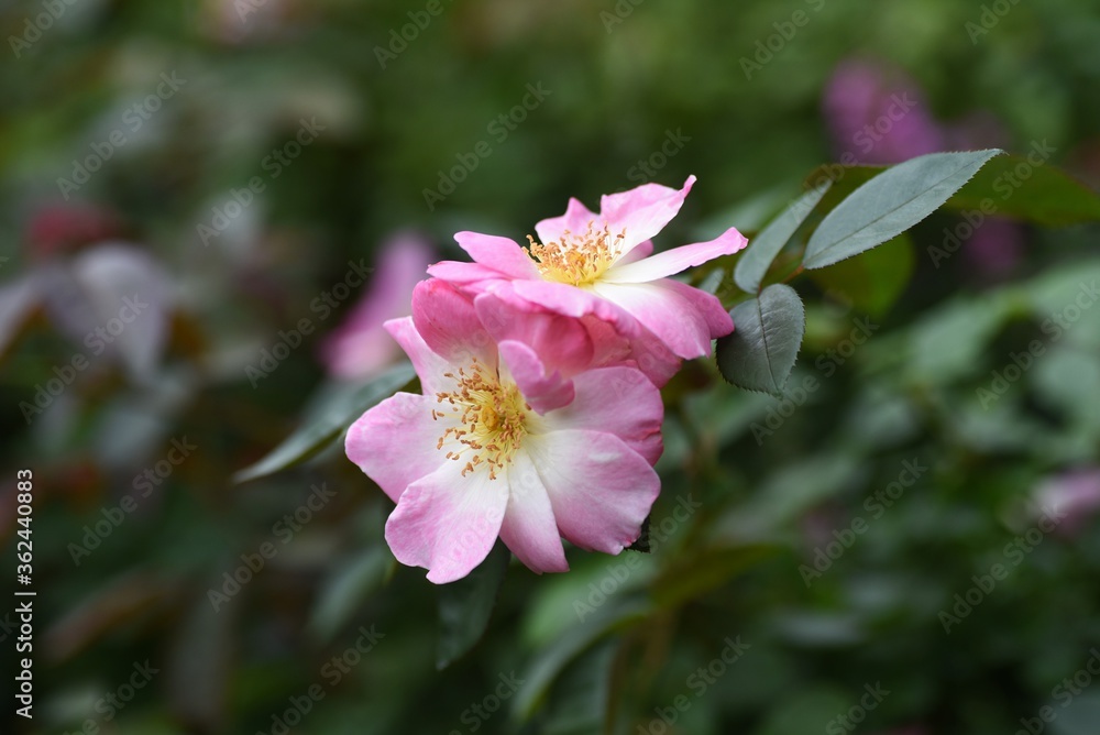 Roses in full bloom in the rose garden. Roses in full bloom in the rose garden.