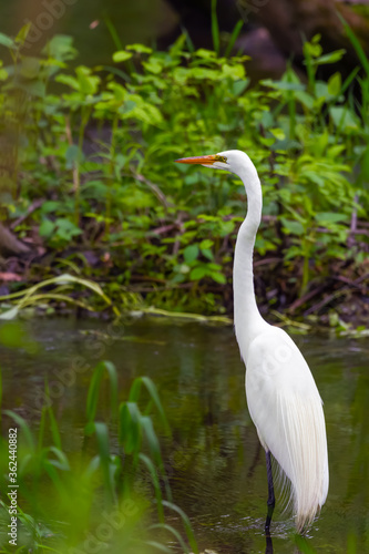 Great Egret in breeding plumage.Bombay Hook National Wildlife Refuge.Delaware.USA