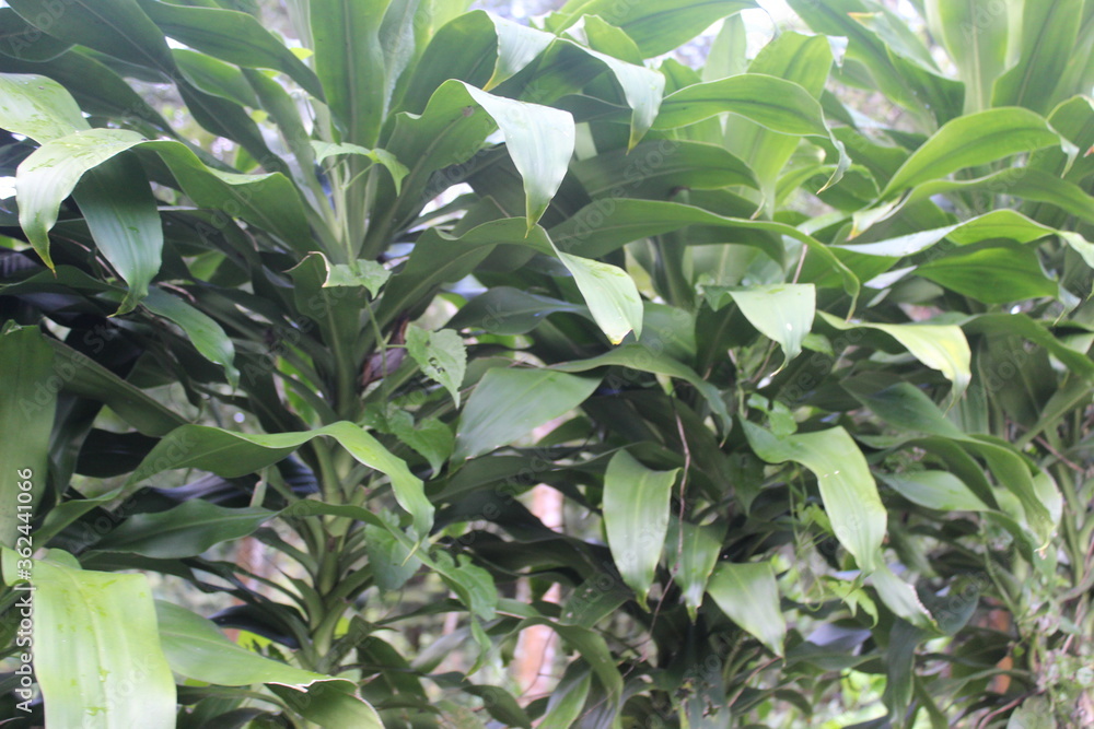 Fototapeta premium close up of green leaves