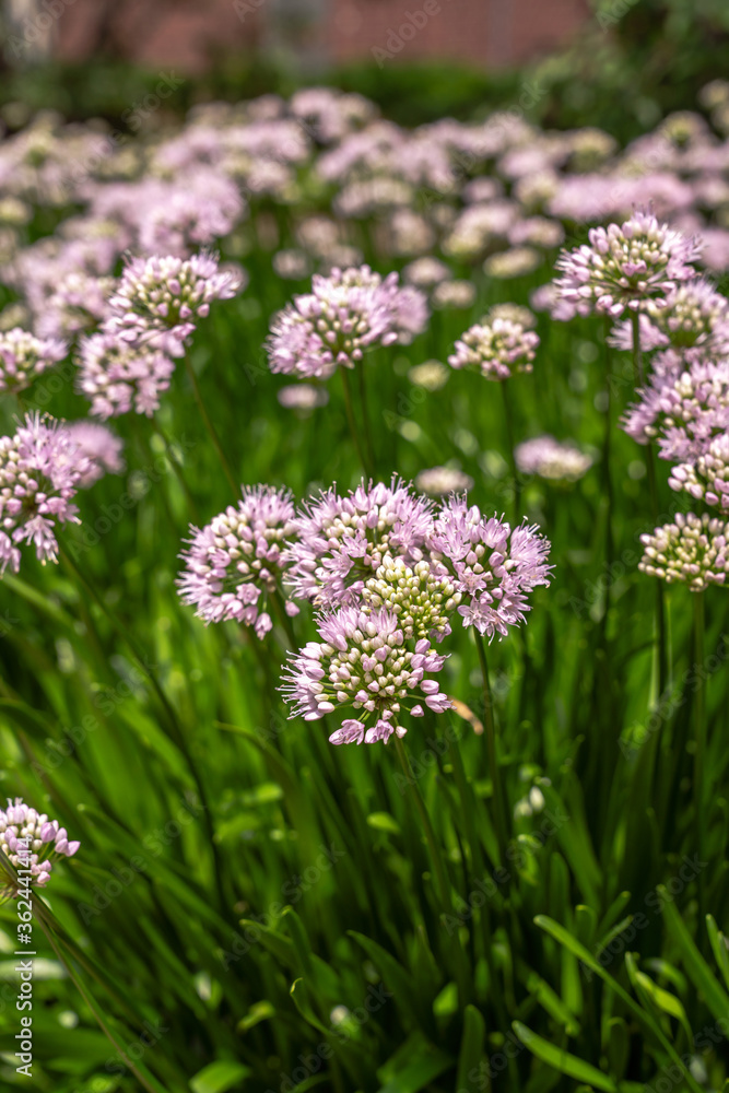 Obraz premium Beautiful background image of tiny pink allium flower clusters on green stems with bokeh blurred background.