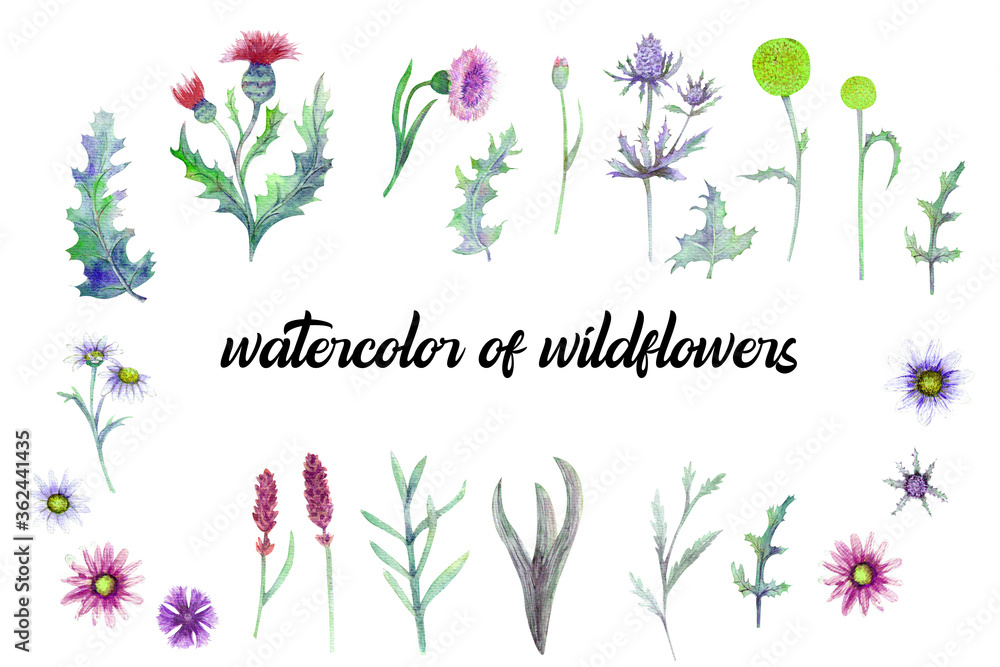 Wildflowers in watercolor