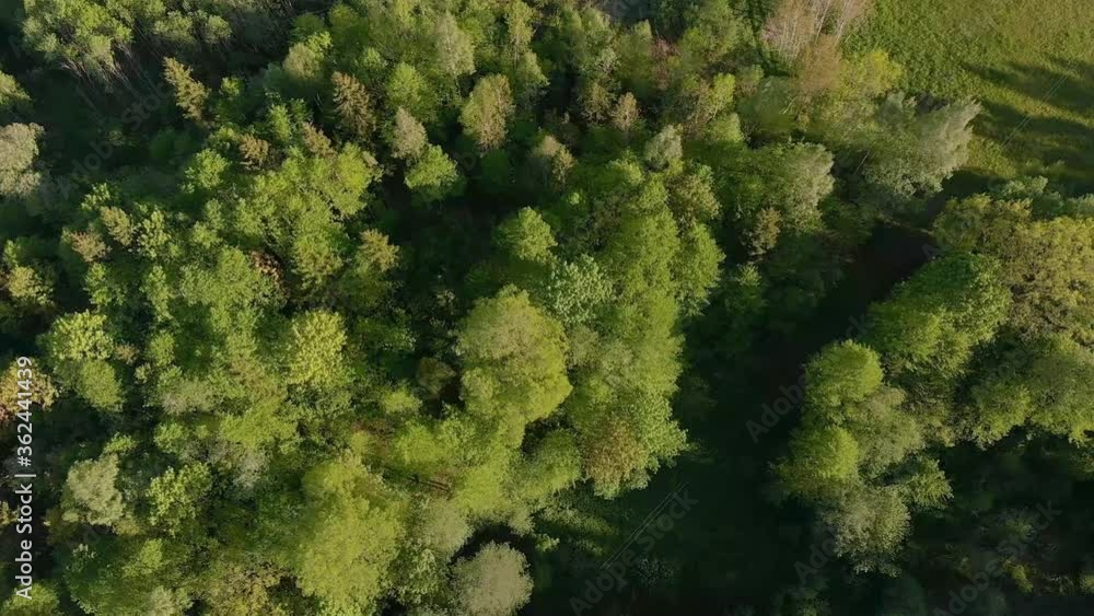 Aerial top view slider of birch tree forest on sunny day in Europe Aerial top view slider of birch tree forest on sunny day in Europe
