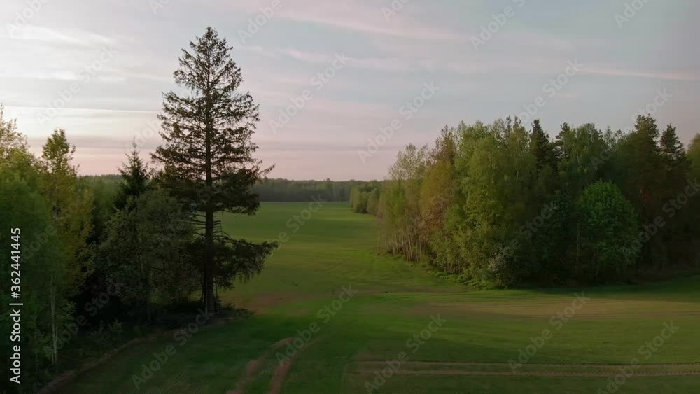 Aerial view of green field with fir trees at sunset, nature of Baltic Aerial view of green field with fir trees at sunset, nature of Baltic