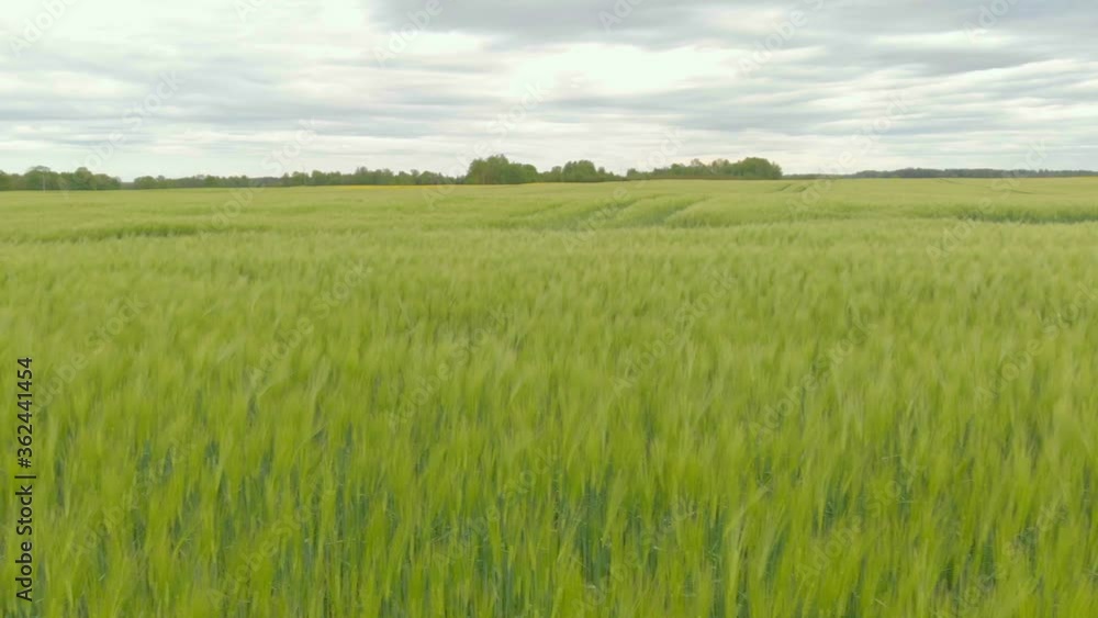 Pan left of peaceful green barley field on cloudy day, northern Europe Pan left of peaceful green barley field on cloudy day, northern Europe