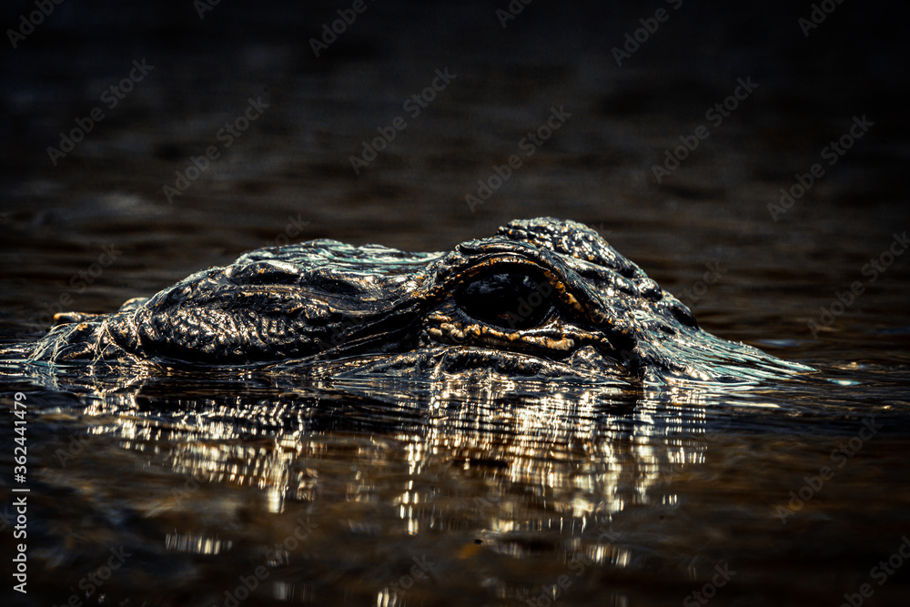 alligator swimming in small river