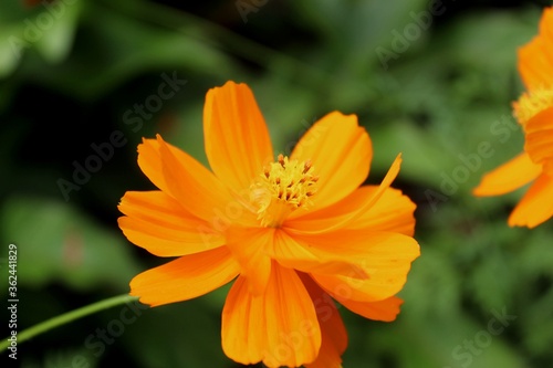 orange flower on green background