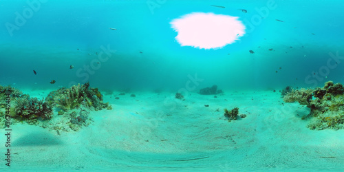 Tropical coral reef 360VR. Underwater fishes and corals. Panglao  Philippines.