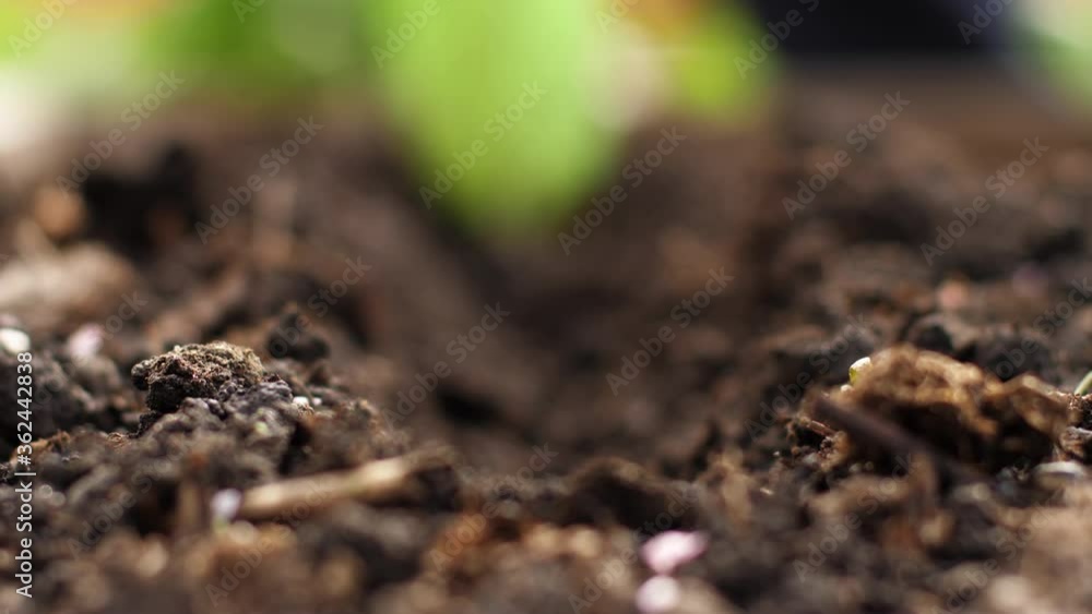 Loosen the soil when planting Loosen the soil when planting
