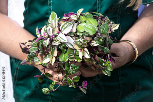 Tradescantia plant in woman's hands. photo