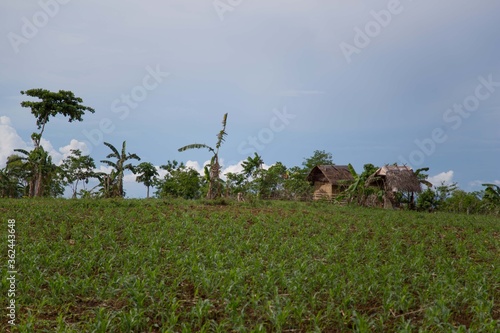farming scene a young plants field with a rural nipa hut cottages