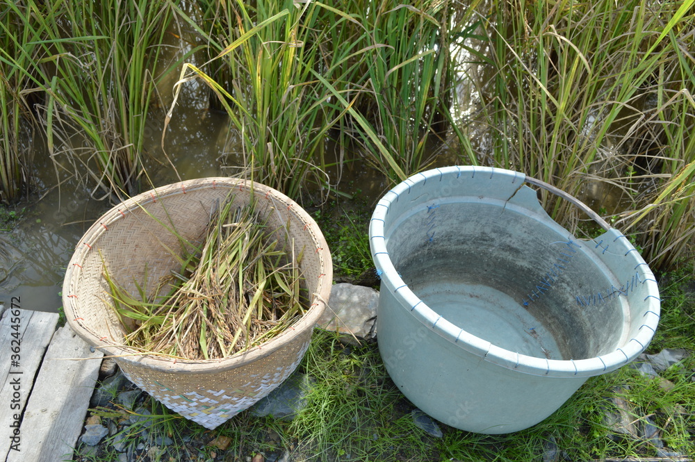 photo of rice harvest in a large container