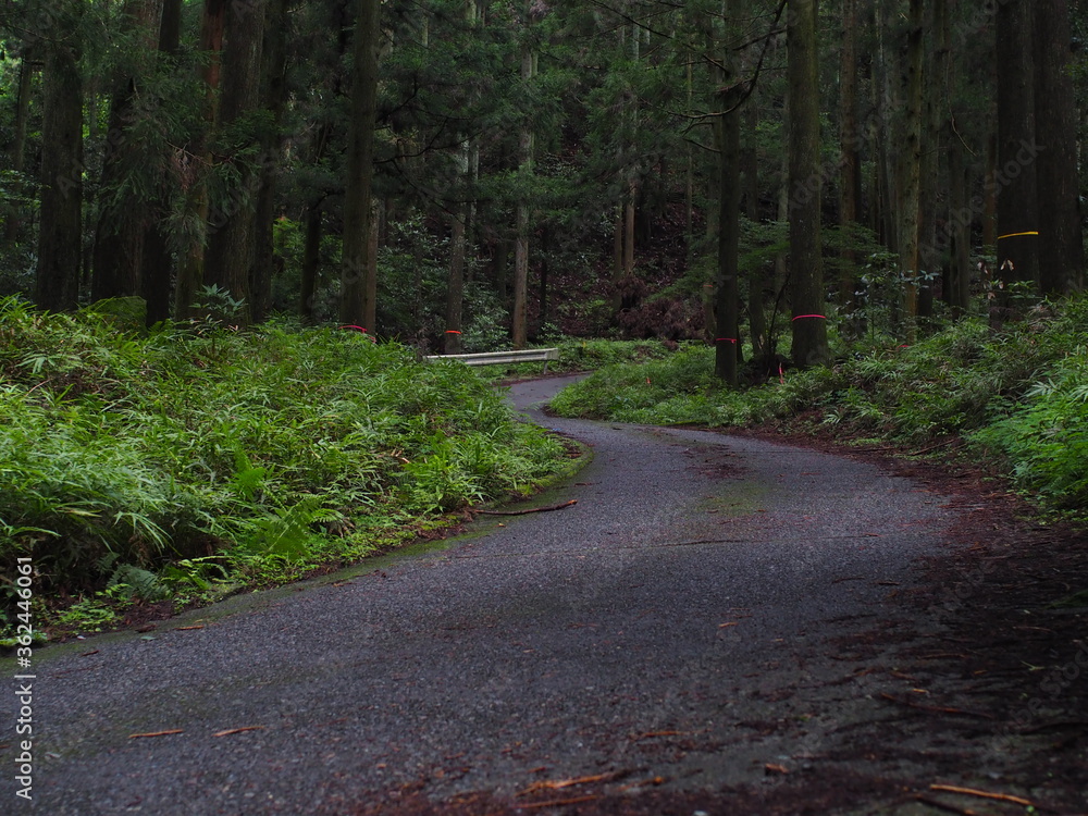 Fototapeta premium 森の道