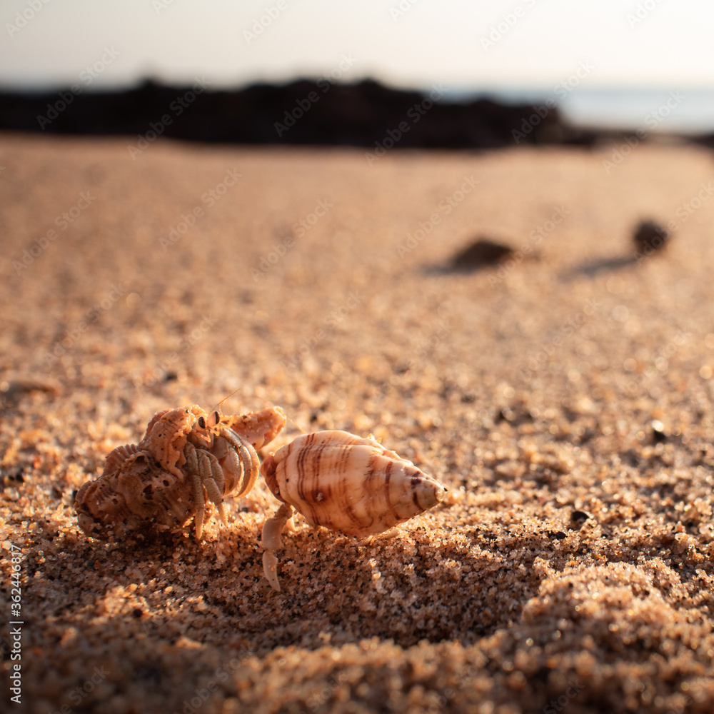 Group of hermit crabs at the beach, sunset time. Sand and ocean at the background. Blurry background. Squared picture. Dundee Beach near Darwin, Northern Territory NT, Australia Group of hermit crabs at the beach, sunset time. Sand and ocean at the background. Blurry background. Squared picture. Dundee Beach near Darwin, Northern Territory NT, Australia