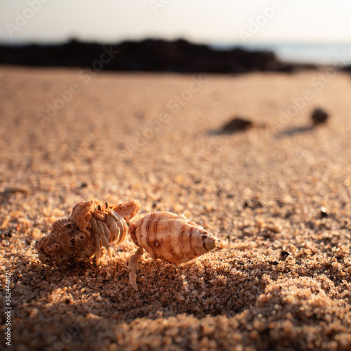 Group of hermit crabs at the beach, sunset time. Sand and ocean at the background. Blurry background. Squared picture. Dundee Beach near Darwin, Northern Territory NT, Australia