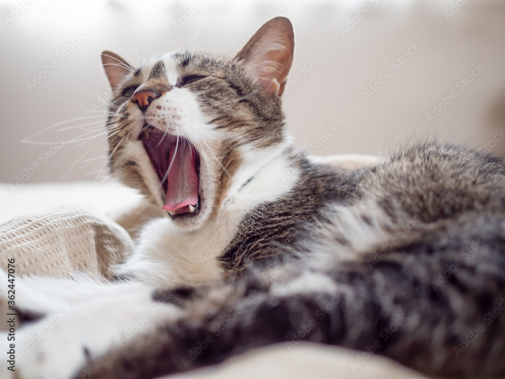 ベットの上であくびをする猫