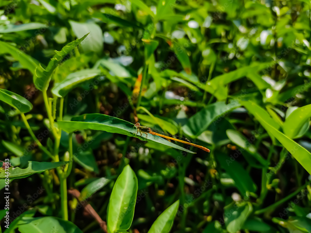 Ceriagrion coromandelianum is a species of damselfly in the family Coenagrionidae.This species can be found in South Asian countries such as India, Sri Lanka, Pakistan and Nepal. Ceriagrion coromandelianum is a species of damselfly in the family Coenagrionidae.This species can be found in South Asian countries such as India, Sri Lanka, Pakistan and Nepal.