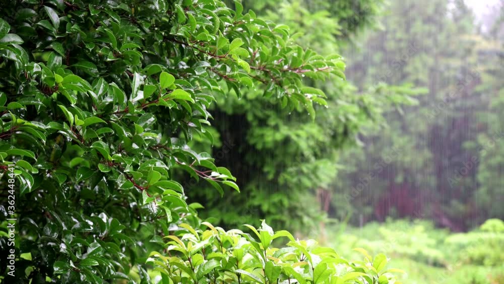 Look into a forest of heavy rain Look into a forest of heavy rain
