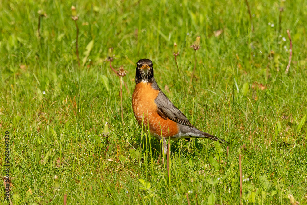 American robin on a meadow American robin on a meadow
