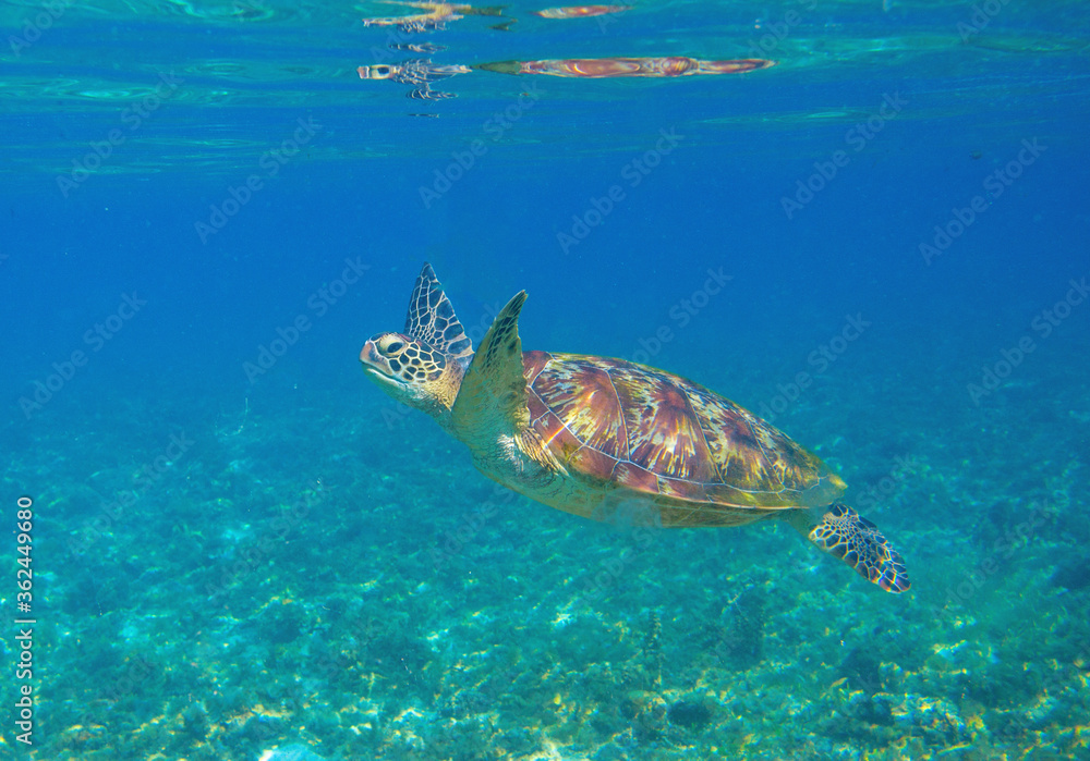 Obraz premium Sea turtle in shallow sea water. Aquatic animal underwater photo. Tropical island snorkeling and diving banner template