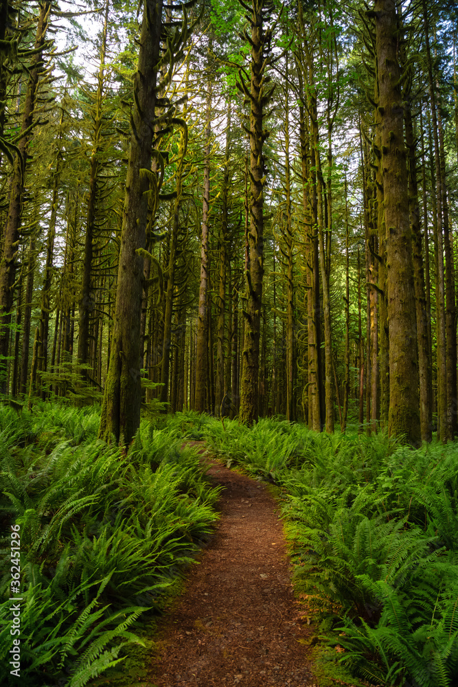 Canadian Rain Forest. Beautiful View of Fresh Green Trees in the Woods with Moss. Taken in Golden Ears Provincial Park, near Vancouver, British Columbia, Canada. Nature Background Canadian Rain Forest. Beautiful View of Fresh Green Trees in the Woods with Moss. Taken in Golden Ears Provincial Park, near Vancouver, British Columbia, Canada. Nature Background