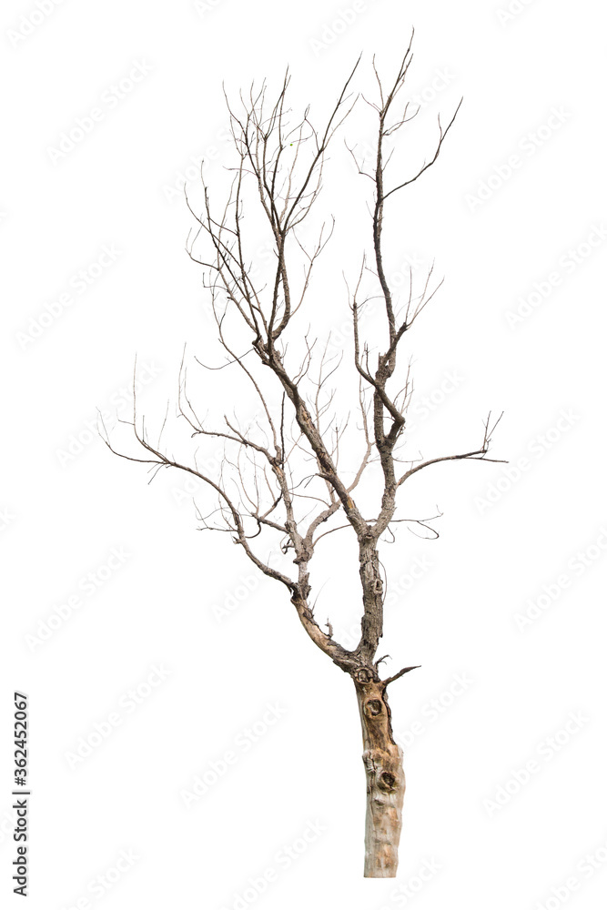 Dead tree isolated on white.