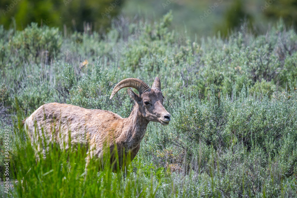 Naklejka premium A female Bighorn Sheep in the field of Yellowstone National Park, Wyoming