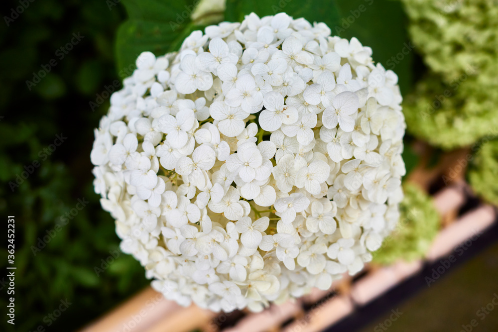 紫陽花 紫陽花