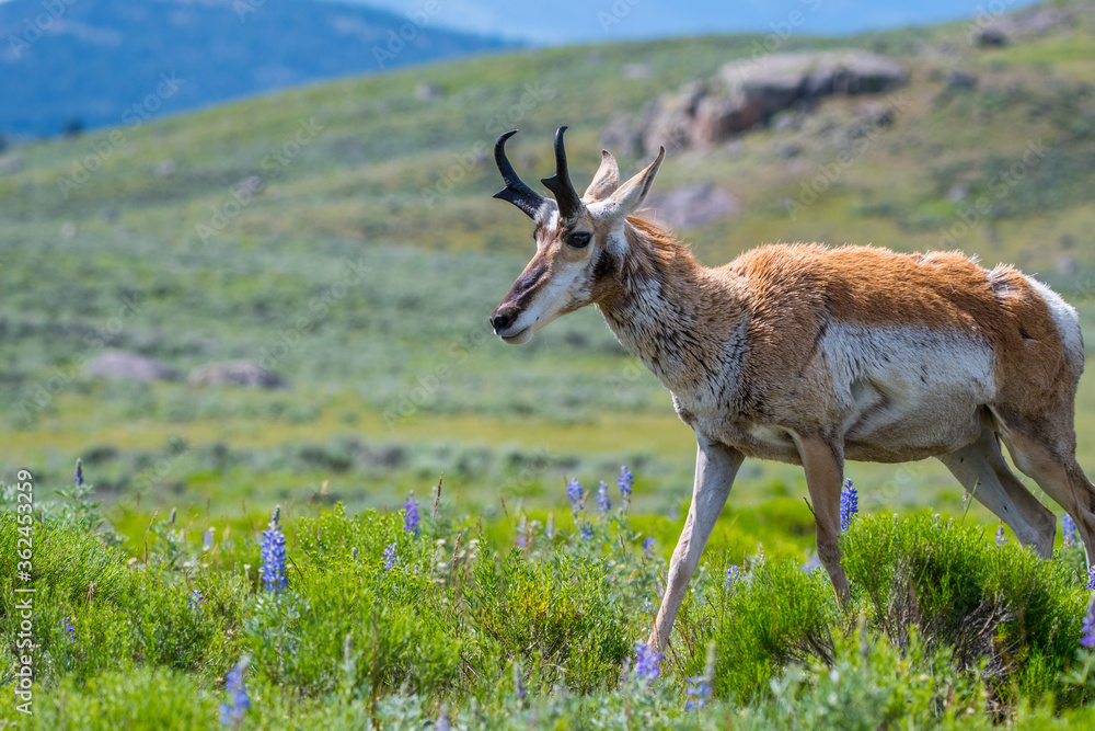 Naklejka premium Pronghorn in the field of Yellowstone National Park, Wyoming